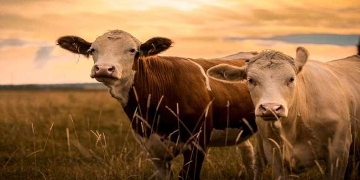 Livestock Insurance Market to Grow with a CAGR of 7.65% Globally