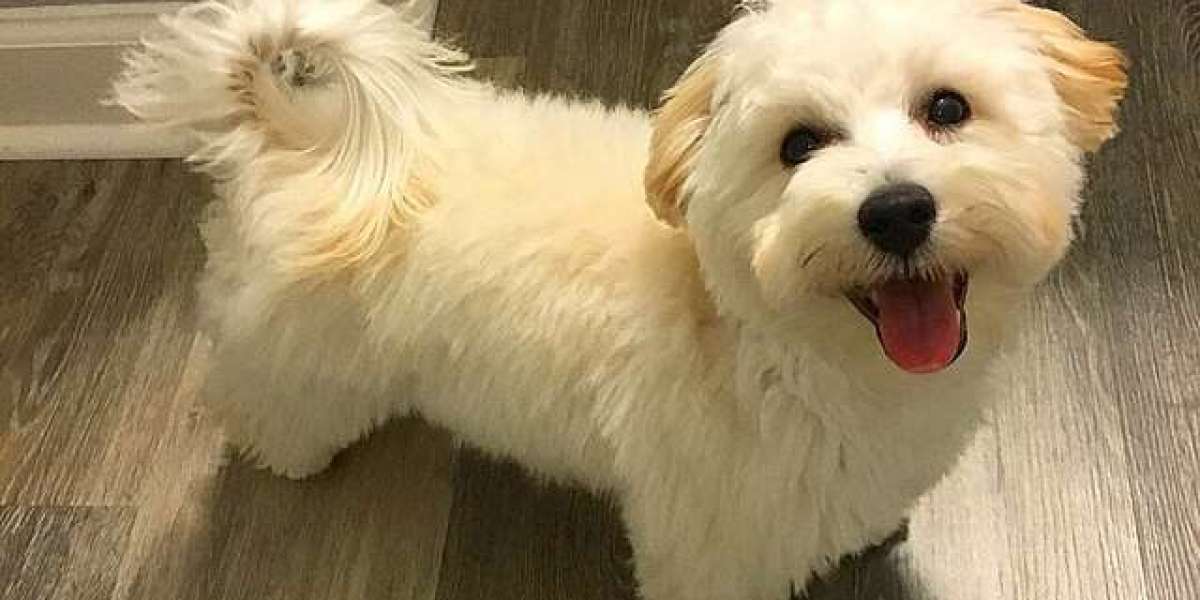 Exploring the Joy of Maltipoo Puppies for Sale in Gurgaon: Finding Your Furry Companion