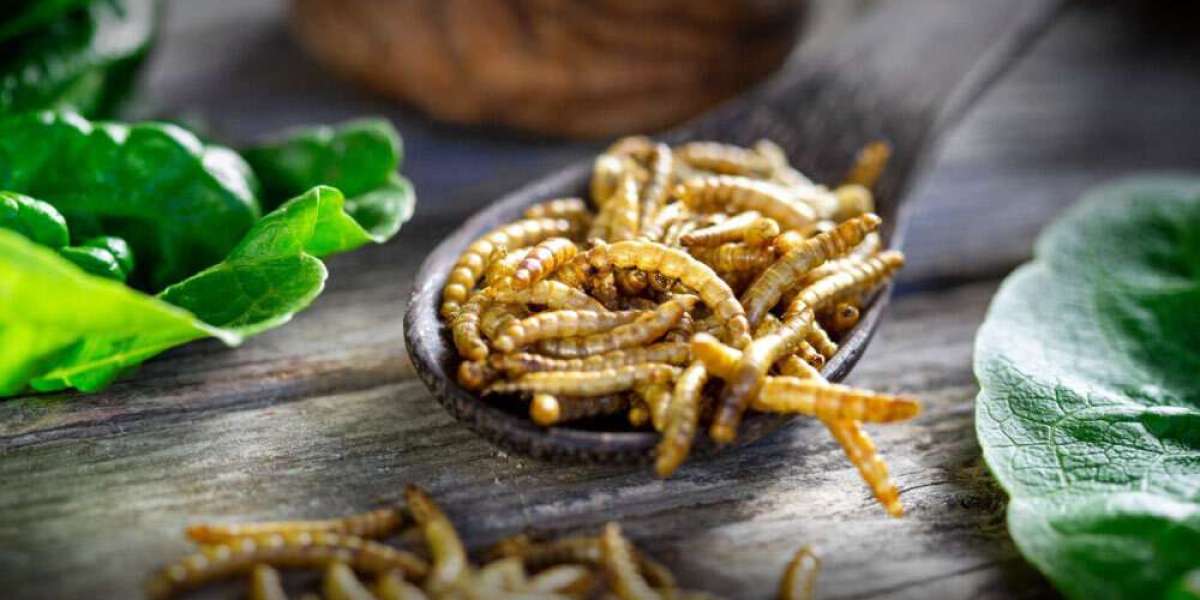 Insect Protein Market Overview: A Deep Dive into Growth and Forecast