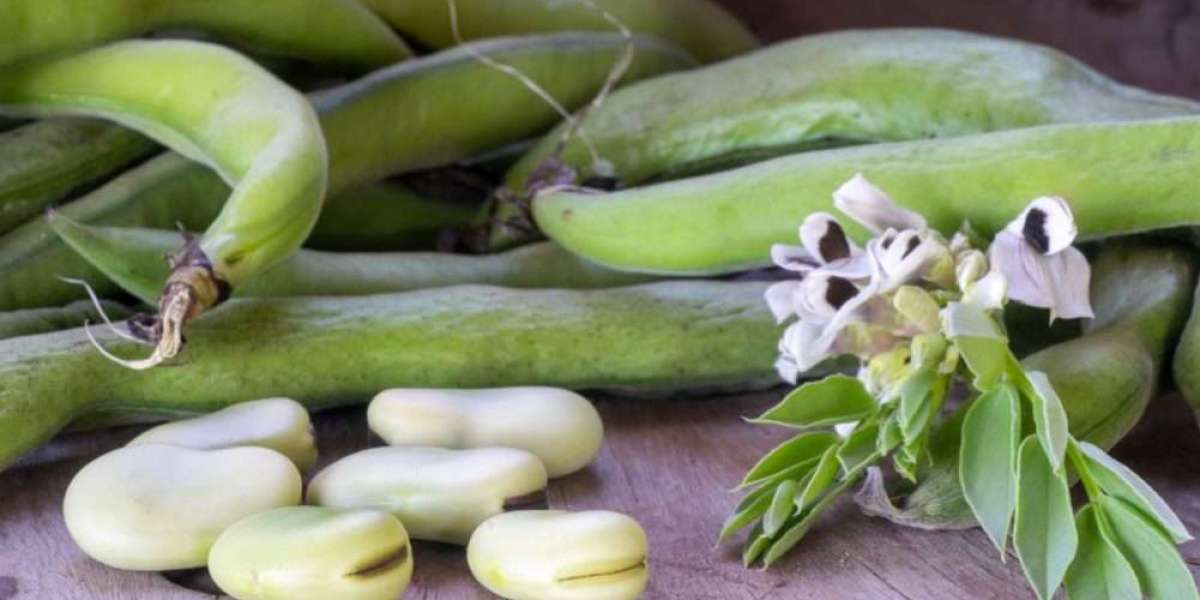 Fava Bean Processing Plant Project Report 2024, Machinery, Cost and Raw Material Requirements
