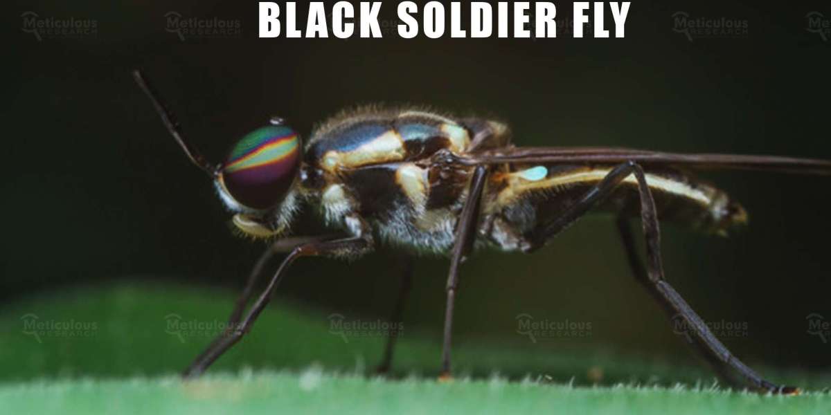 South East Asia Black Soldier Fly Market to Reach $137.8 Million by 2033