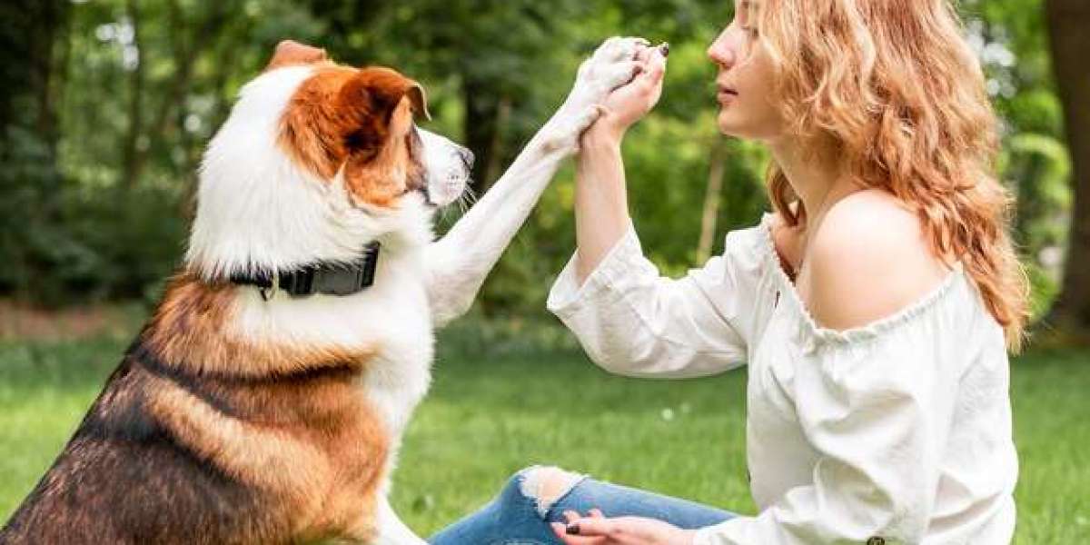 The Holistic Approach to Happy and Healthy Pets