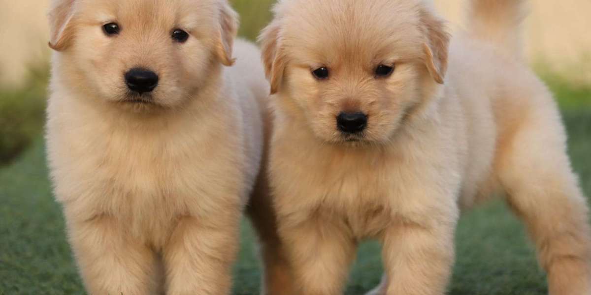 Shih Tzu Puppies For Sale Near Me - Grisha Dog Kennel
