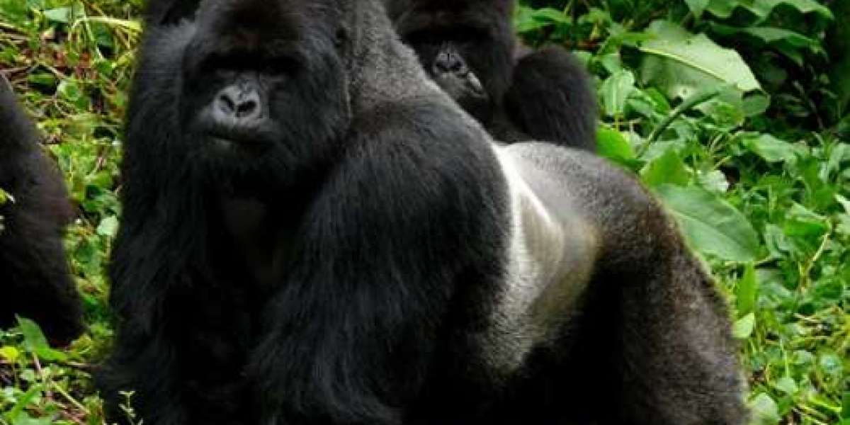 How to Embark on an Unforgettable Gorilla Trekking Adventure