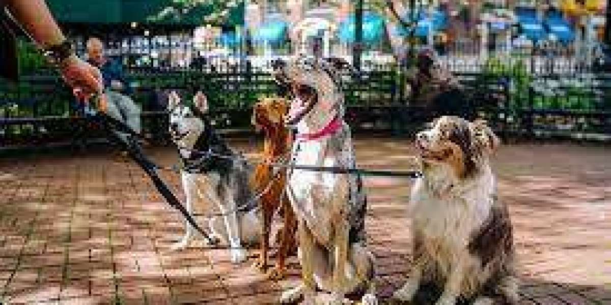 Leash Love: Your Trusted Dog Sitter