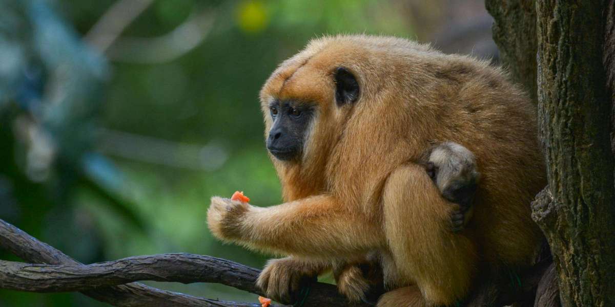 Singapore Zoo: A Wildlife Wonderland in the Heart of the City