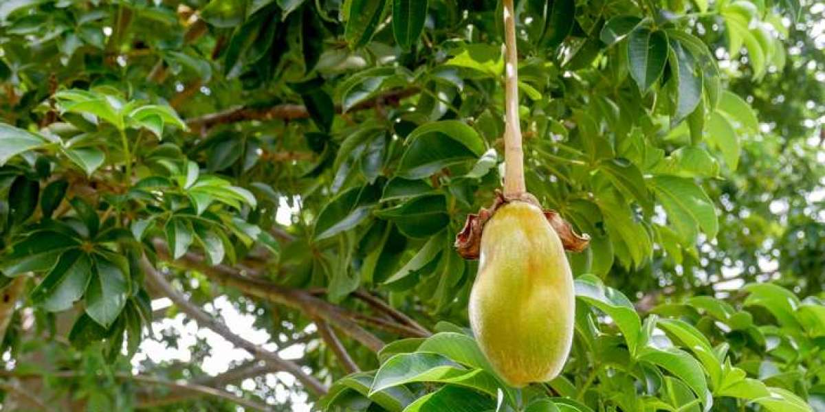 Baobab Fruit Processing Plant Project Report 2024: Industry Trends and Cost Analysis