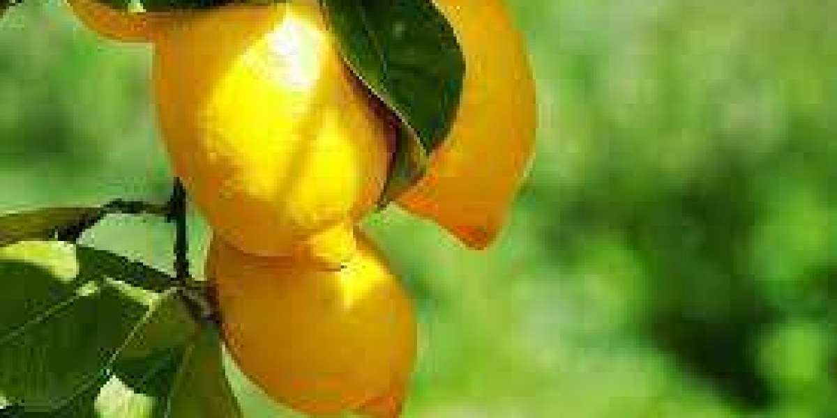 Limonin Market : Global Boom in Size, Share, and Latest Trends by Top Key Players
