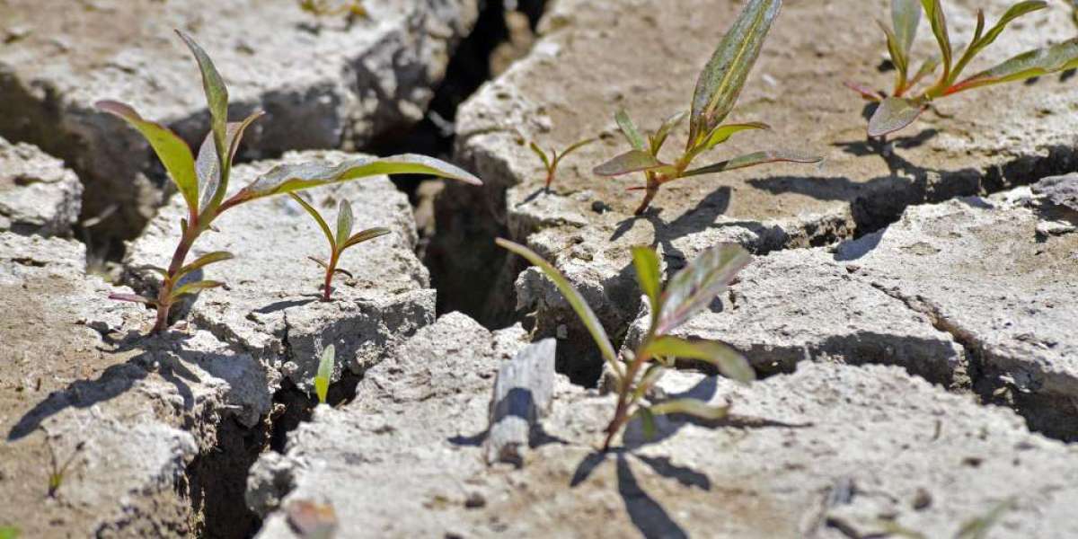 Erosion Control Solutions Market Set For Rapid Growth And Trend 2024-2033