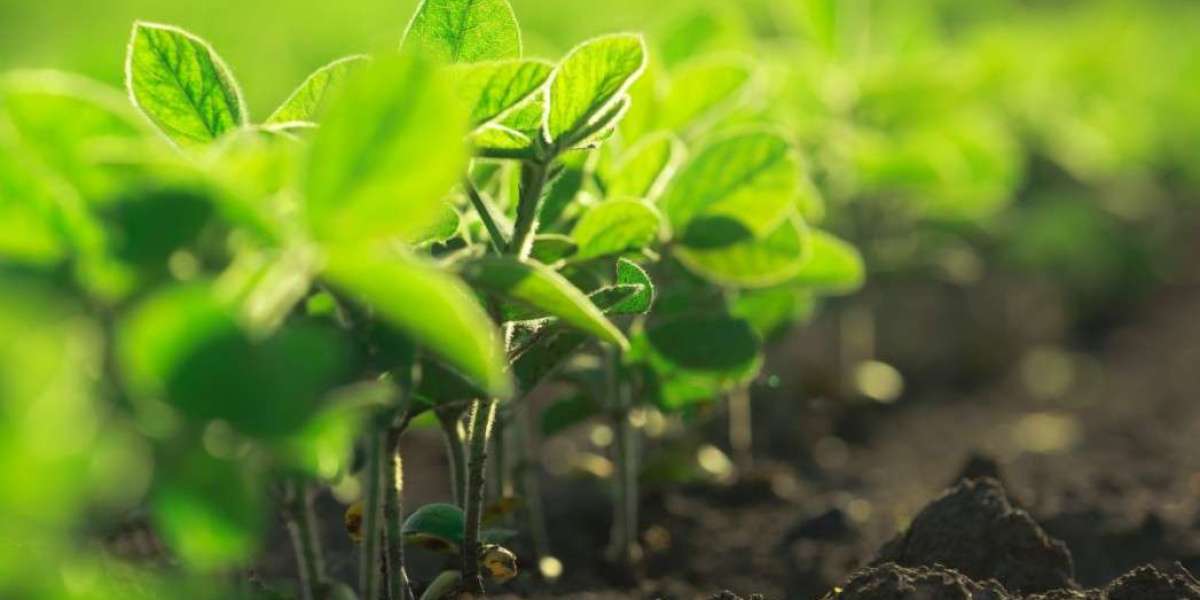 Agricultural Inoculant Market to See Huge Growth by 2029