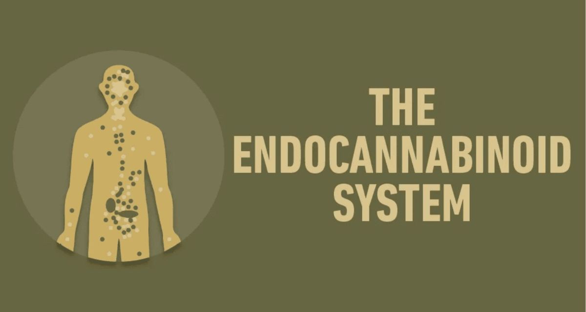 Understanding The Role Of The Endocannabinoid System In Your Body – Cannabis Updates, News & Insights