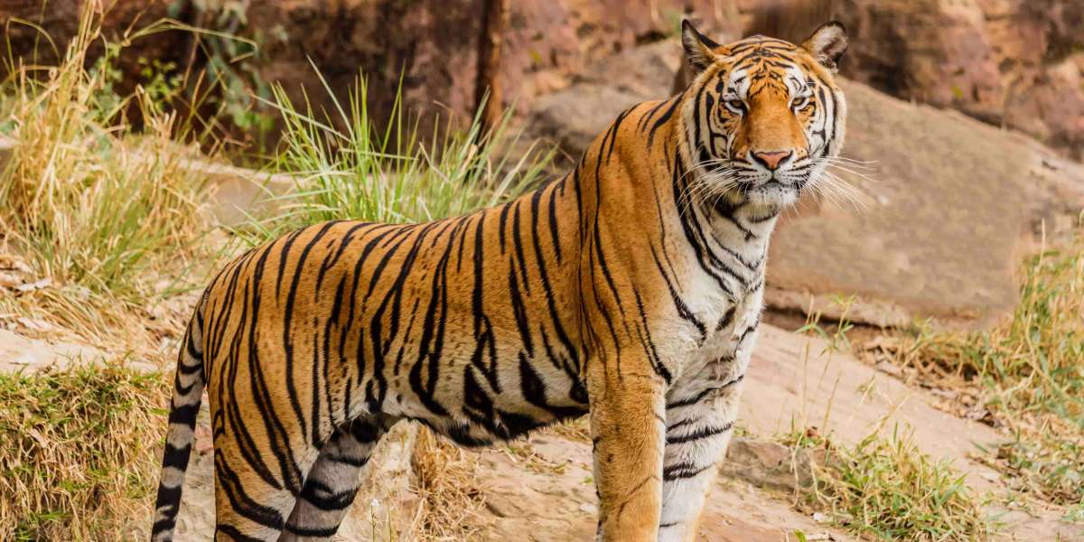 Tracking Tigers: Where are they Roaming Free?
