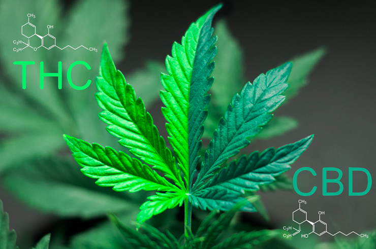 Understanding the Differences and Benefits of THC and CBD products