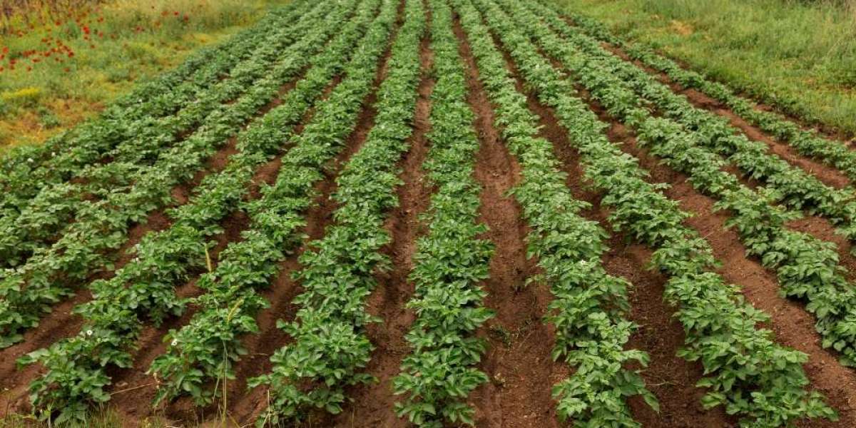 Cassava Planter Market 2024: Industry Demand, Insight & Forecast By 2033