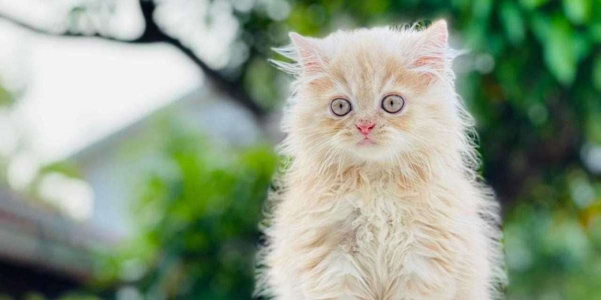 Discover the Elegance: Persian Kittens for Sale in Lucknow