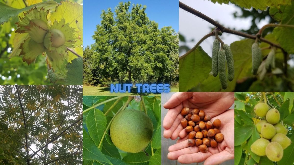 Nurturing Nature: The Bounty of Nut Trees in Your Garden