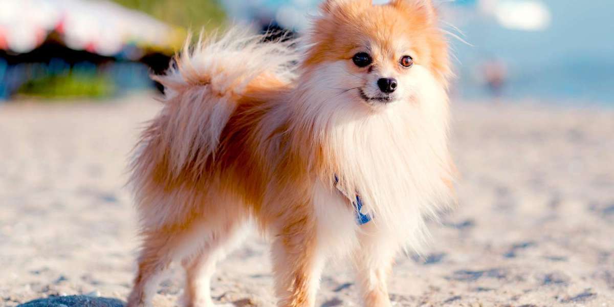 Exploring the Charm of Pomeranian Puppies for Sale in Lucknow: A Comprehensive Guide