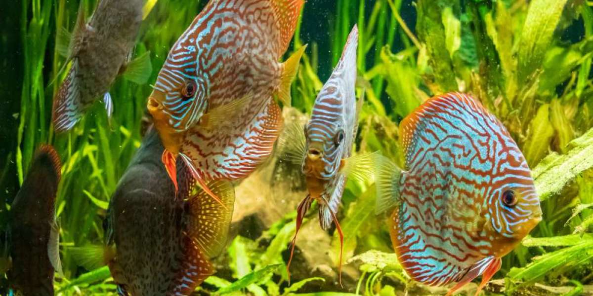 Tropical Freshwater Ornamental Fish Market In-depth Analysis Business Opportunities by 2032