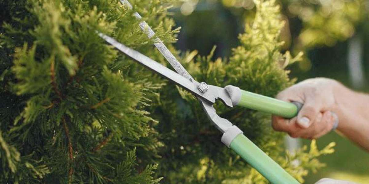 Enhance Your Outdoors: Experience Quality Tree Cutting Services in Sydney