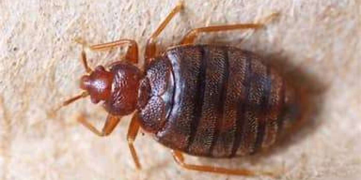 Choosing the Right Bed Bug Exterminator in <br>Waterloo