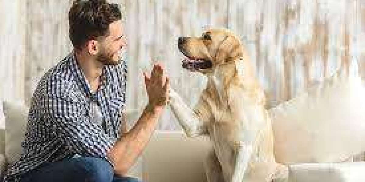The Indispensable Role of Professional Dog Sitters in Pet Care