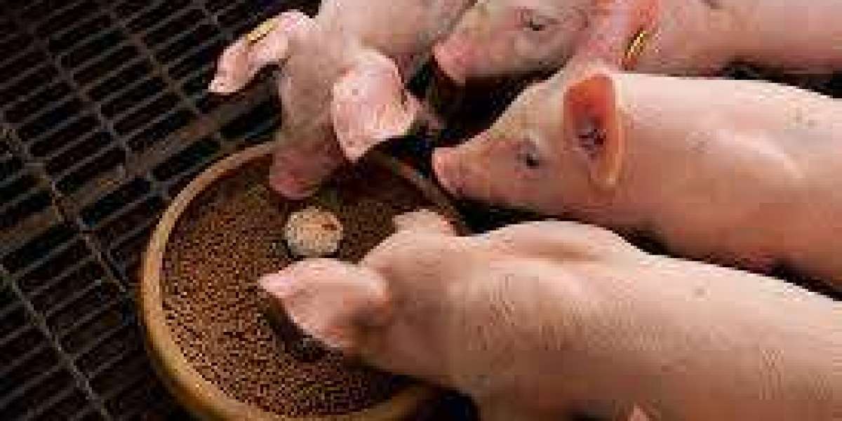 Swine Feed Market Share Analysis, Industry Trends, Growth Report and Latest Insights 2024-32