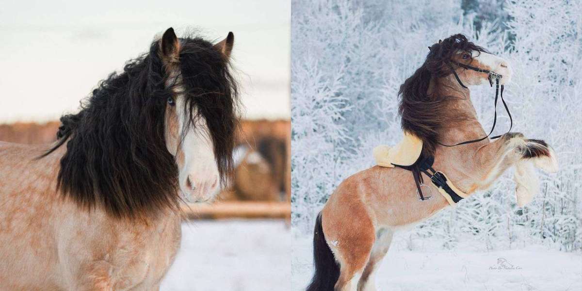 Ziggy's Zenith: Clydesdale Coolness at the Heart of Ekaterina's Herd