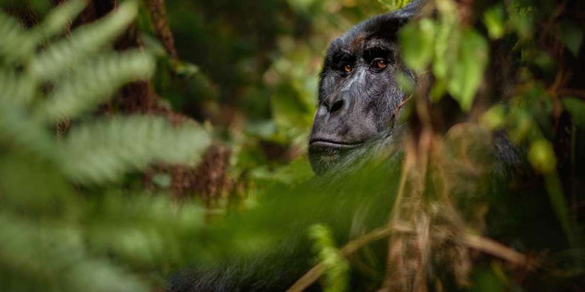 Embarking on an Unforgettable Adventure: Uganda Gorilla Trekking vs. Gorilla Trekking in Rwanda with Gorillas And Wildli