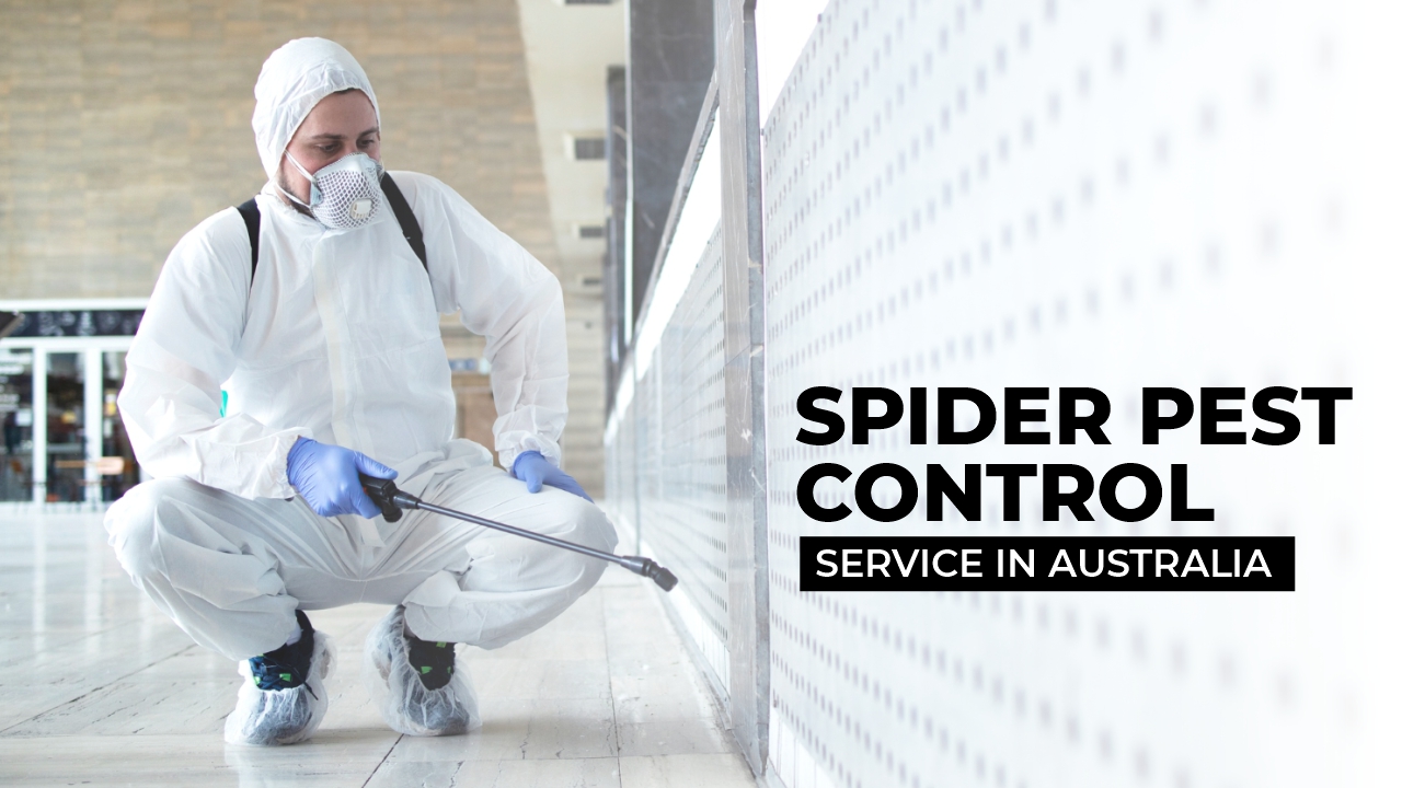 Spider Pest Control | Spider Removal Service in Australia