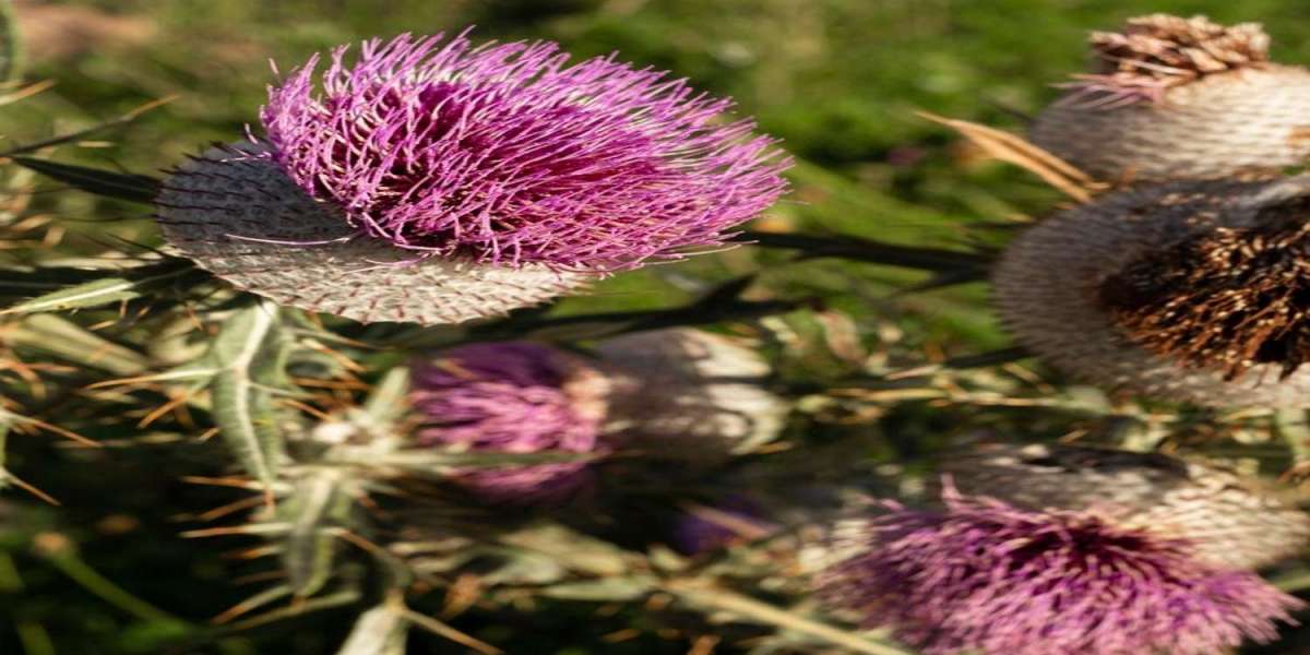 Milk Thistle Health Tonic Market Scope, Applications and Competitive Outlook To 2032