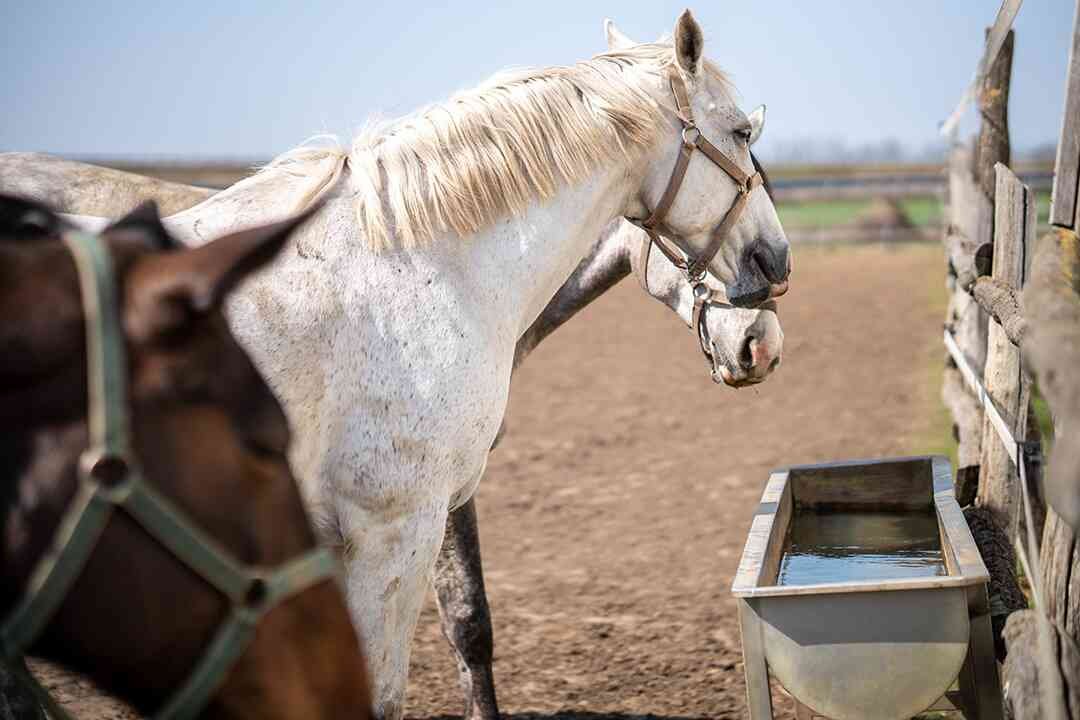 Horse Trough | Multipurpose Metal, Plastic, and Concrete Trough - Bella's Diet