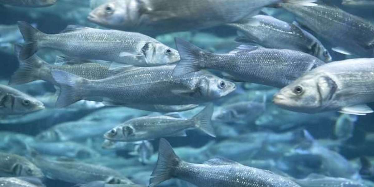 India Aquaculture Market Size, Share Analysis, Trends 2024-2032