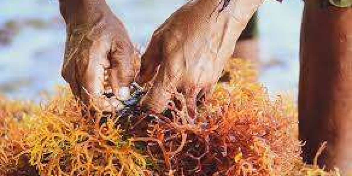 Commercial Seaweed Market Size, Share, Trends, Growth, and Analysis (2022-2028)