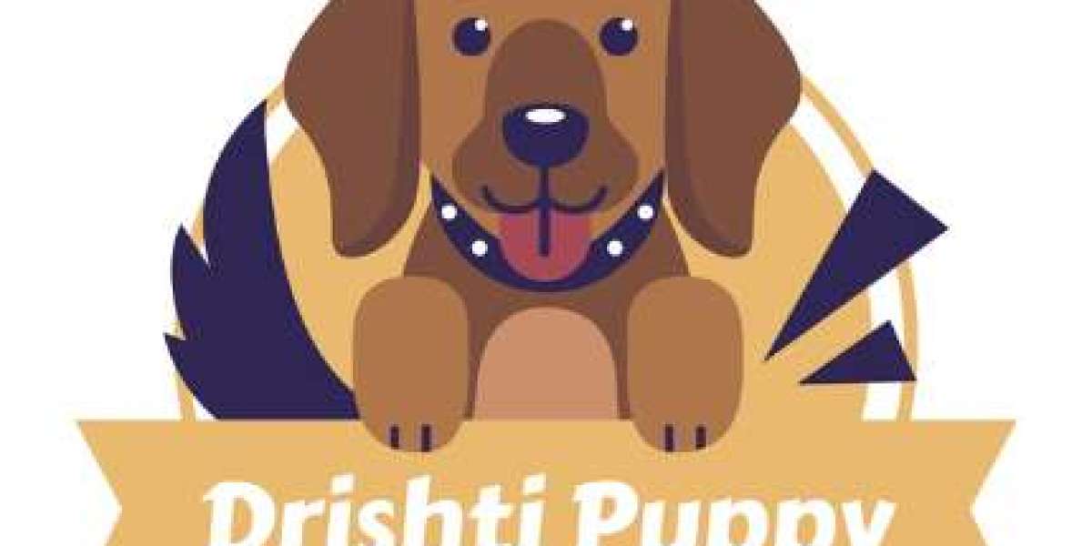 Dog Breeder In Gurgaon - Drishti Puppy Pet Shop