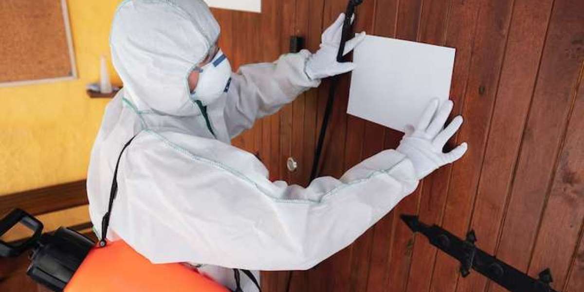 Clearing the Path: Mold Remediation Essentials in Coral Springs