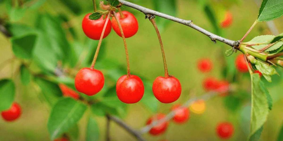 Acerola Extract Market Research Report: Analyzing Industry Share and Revenue Dynamics