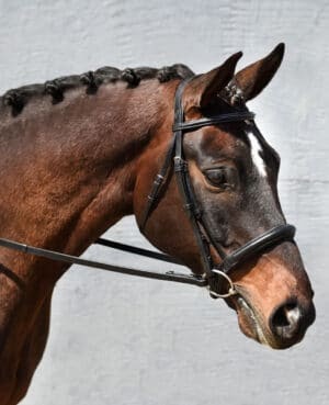 Elevate Your Horse Riding Experience with English Bridles