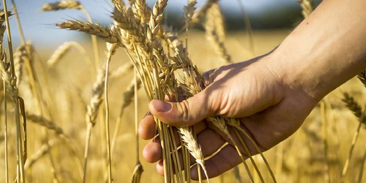 Flourishing Fields: A Comprehensive Analysis of the Grain Farming Market in 2024-2032
