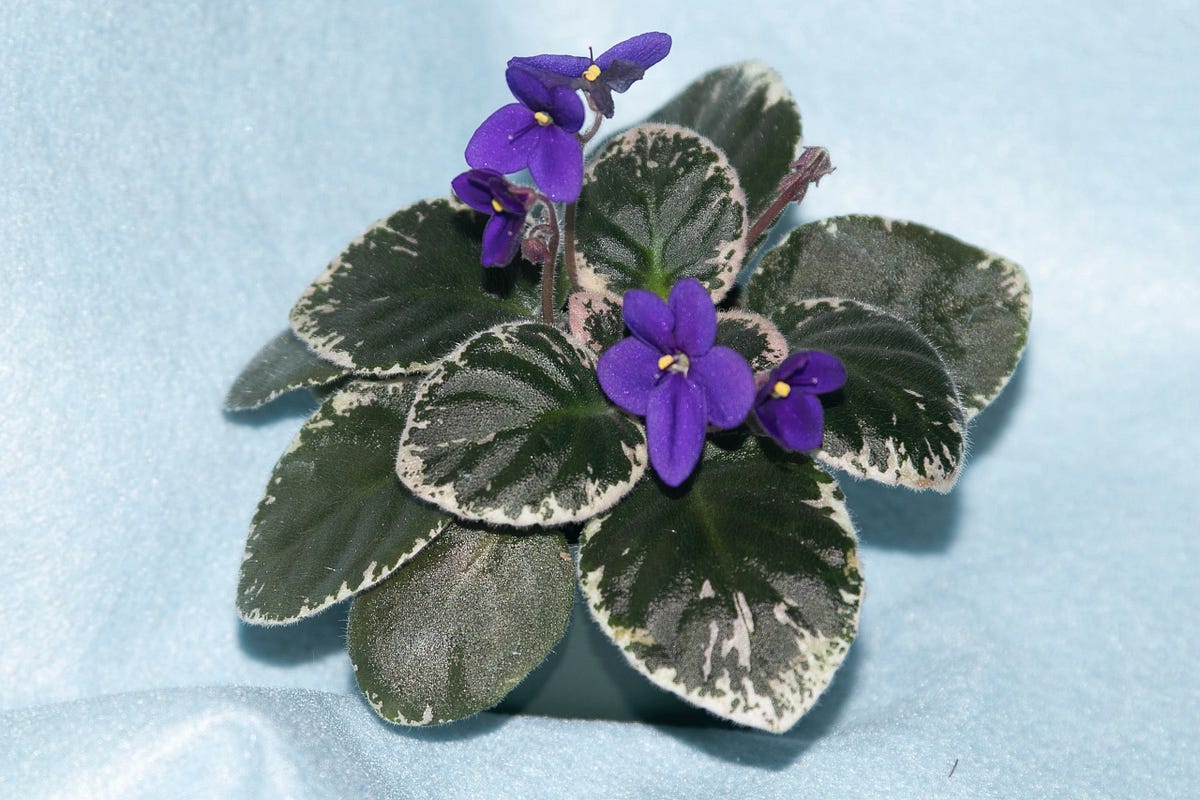 Blooming Beauties: Exploring the World of African Violets Plants for Sale | by Nadeau African Violet Seeds | Feb, 2024 | Medium