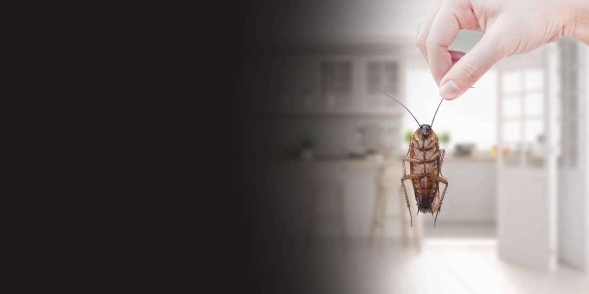 Why You Need a Professional Pest Control Company