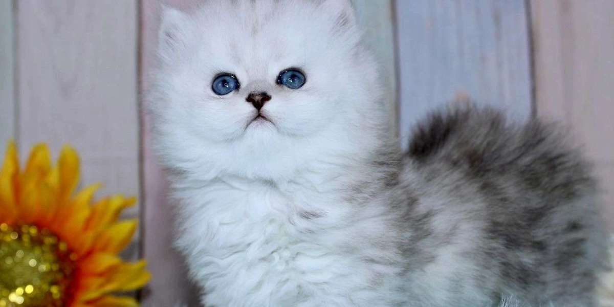 Dreamdoll Persians Prides Itself on CFA Excellence in Persian Kitten Breeding