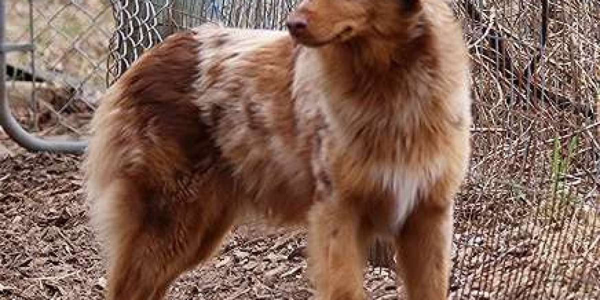 Australian Shepherd Puppies: Your Perfect Canine Companion Awaits at Rising Sun Farm