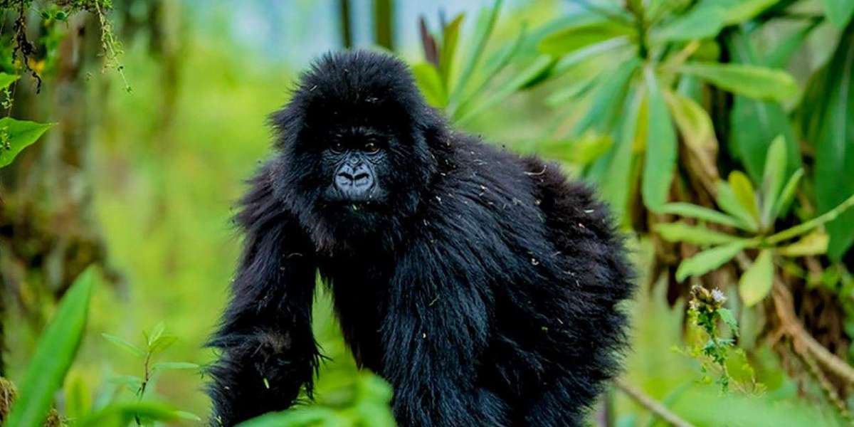Unveiling the Ultimate Gorilla Trekking Experience in Rwanda with Gorillas and Wildlife Tours