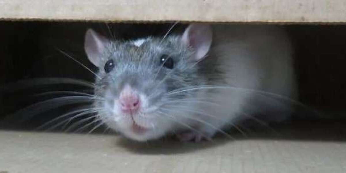 Expert Mice Pest Control Services in Melbourne: Enjoy The Many Benefits