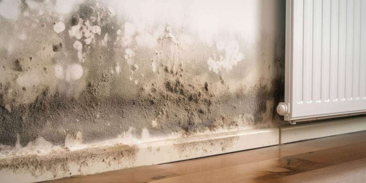 Mould & Moisture Control: Protecting Home & Health