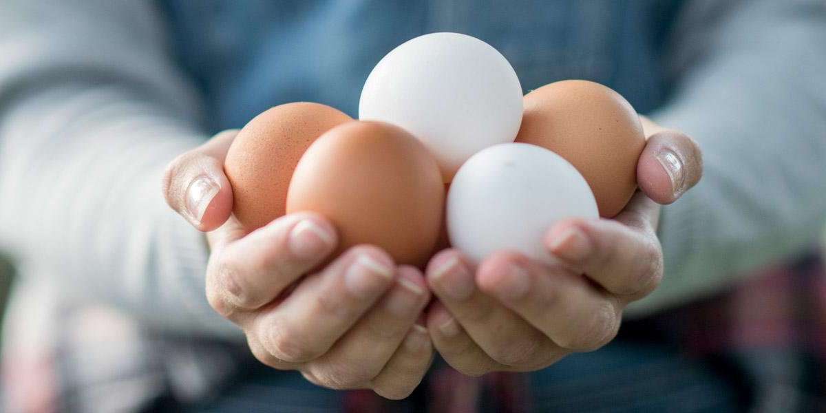 Poultry Eggs Market Share, Global Industry Analysis Report 2023-2032
