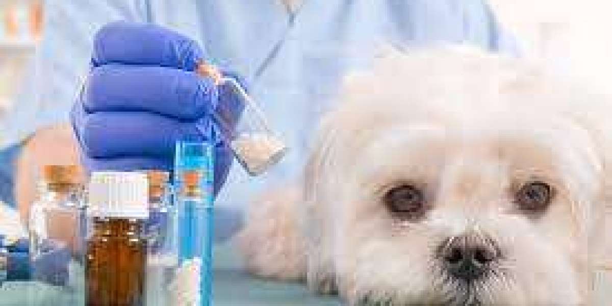 Animal Drugs Market to See Huge Growth by 2030