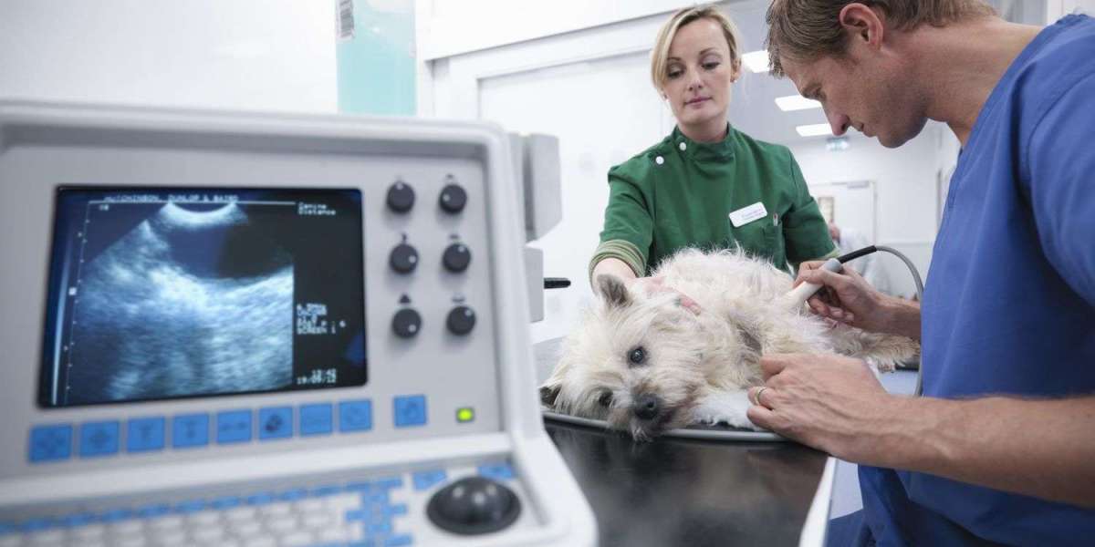 Veterinary Imaging Market Segment Strategies and Growth by Forecasts to 2031