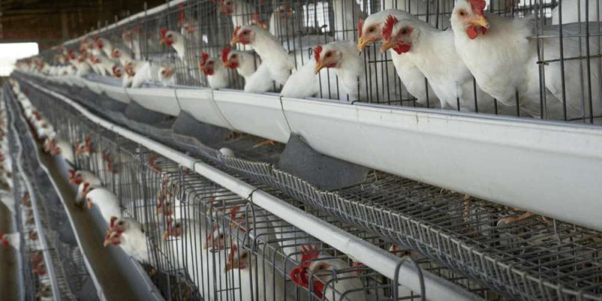 Poultry Disinfectant Market Research Report: Size and Share Analysis