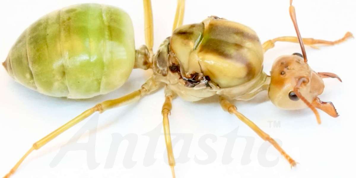 Unraveling the Culinary Delight: Green Ants for Sale